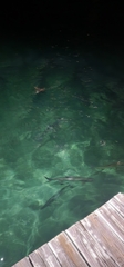 Megalops atlanticus