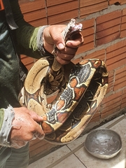 Boa constrictor