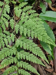 Davallia divaricata