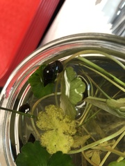 Hydrocotyle ranunculoides