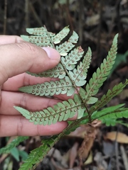 Dryopteris bissetiana