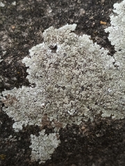 Protoparmeliopsis muralis