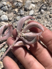 Astragalus tidestromii
