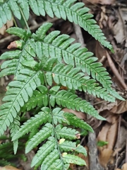 Dryopteris bissetiana