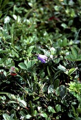 Campanula intercedens