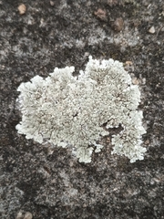 Protoparmeliopsis muralis