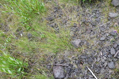 Carex nigra juncea