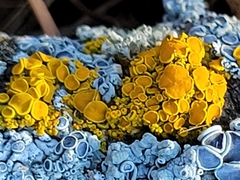 Xanthomendoza fallax