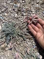 Astragalus tidestromii