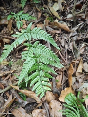 Dryopteris bissetiana