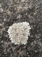 Protoparmeliopsis muralis