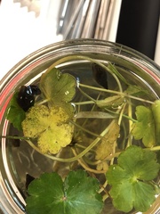 Hydrocotyle ranunculoides