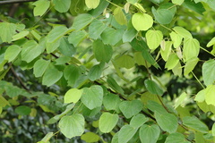 Phanera apertilobata