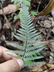 Pteridium aquilinum