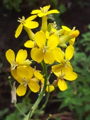 Erysimum