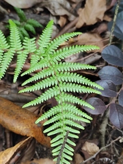 Pteridium aquilinum