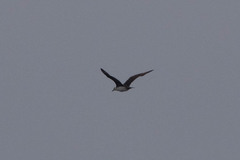 Stercorarius parasiticus