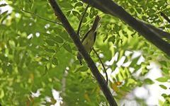 Tolmomyias flavotectus