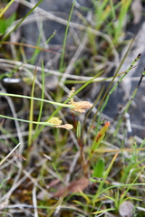 Carex bicolor