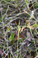 Carex bicolor