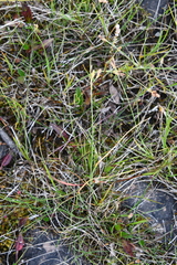 Carex bicolor