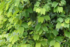 Phanera apertilobata