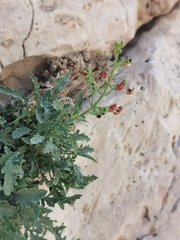 Scrophularia heterophylla