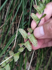 Asplenium normale