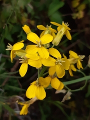 Erysimum