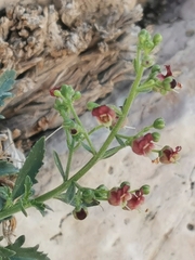 Scrophularia heterophylla