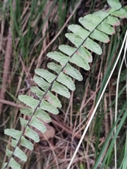 Asplenium normale
