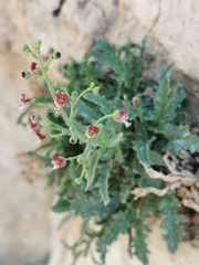Scrophularia heterophylla