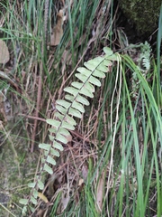 Asplenium normale