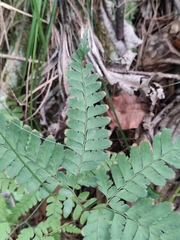 Arachniodes coniifolia