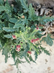 Scrophularia heterophylla