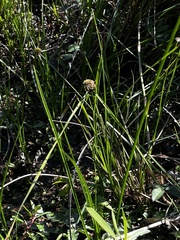 Cyperus blepharoleptos