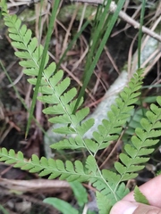 Arachniodes coniifolia