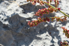 Rumex acetosa
