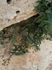 Scrophularia heterophylla