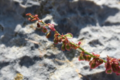 Rumex acetosa