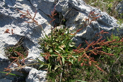 Rumex acetosa