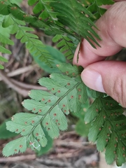 Arachniodes coniifolia