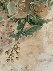 Scrophularia heterophylla