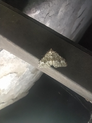 Coenotephria ablutaria