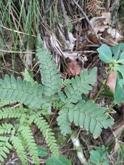 Arachniodes coniifolia