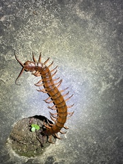 Scolopendra