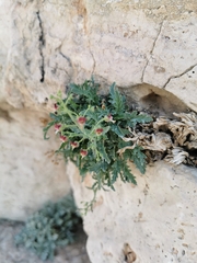 Scrophularia heterophylla