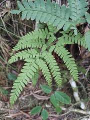 Arachniodes coniifolia