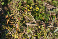 Bupleurum falcatum