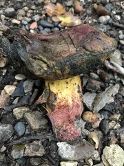 Cyanoboletus pulverulentus